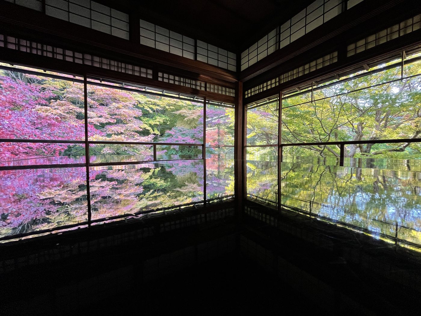 Autumn maples reflected in a temple room