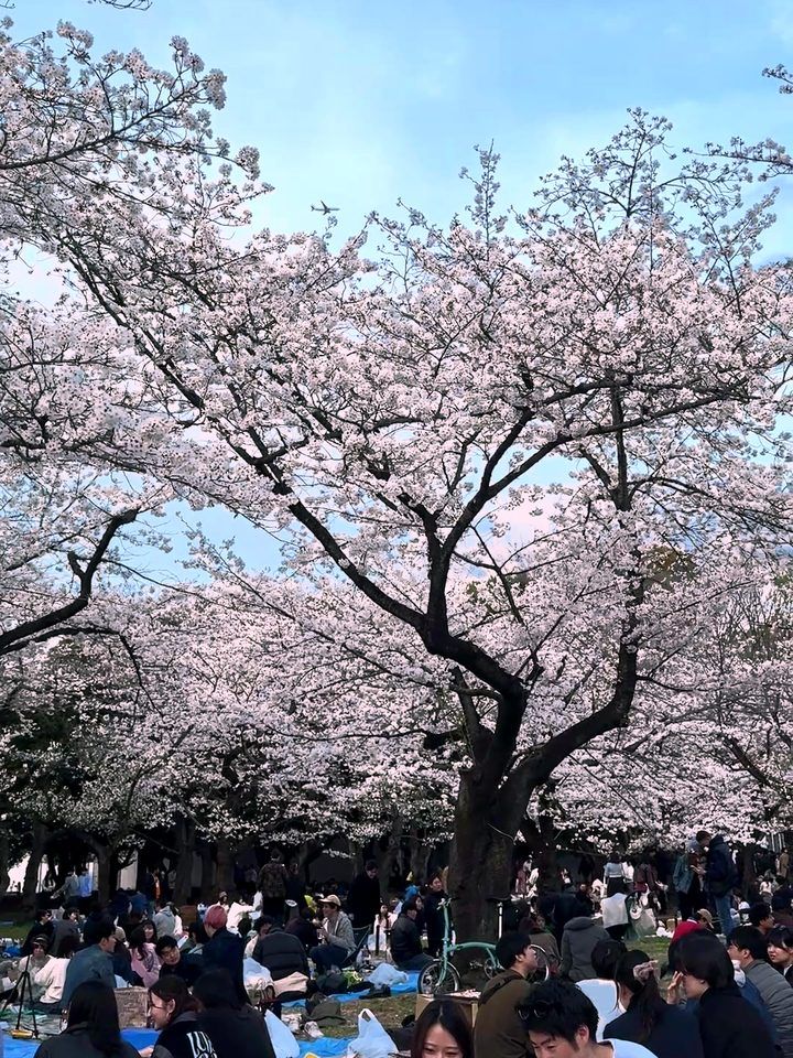 Spring — cherry blossoms
