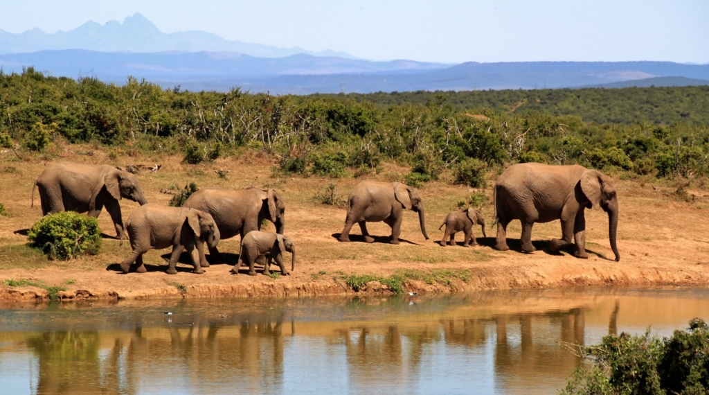 southafrica-wine